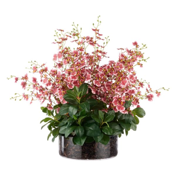 Everlasting Dancing Orchids 4