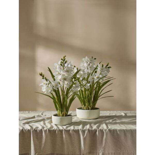 Cymbidium Orchid Pot Everlasting 2