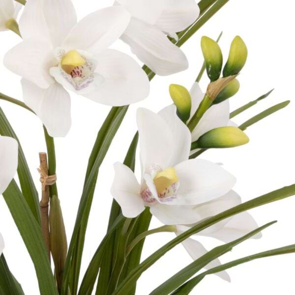 Cymbidium Orchid Pot Everlasting 1