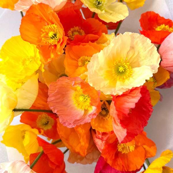 Poppy Posy 3