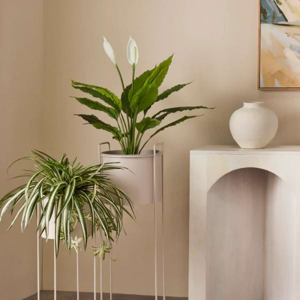 Peace Lily 3