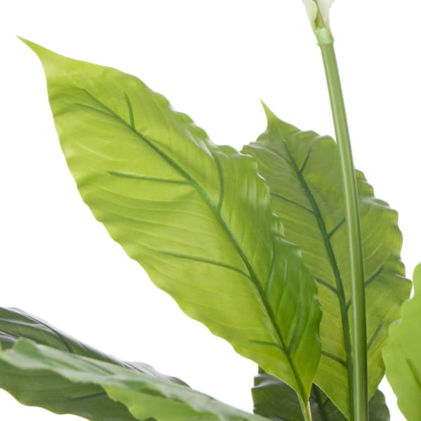 Peace Lily 1
