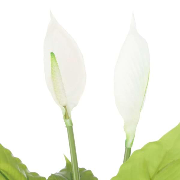 Peace Lily 2