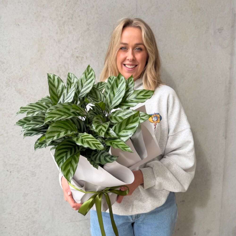 Calathea Plant