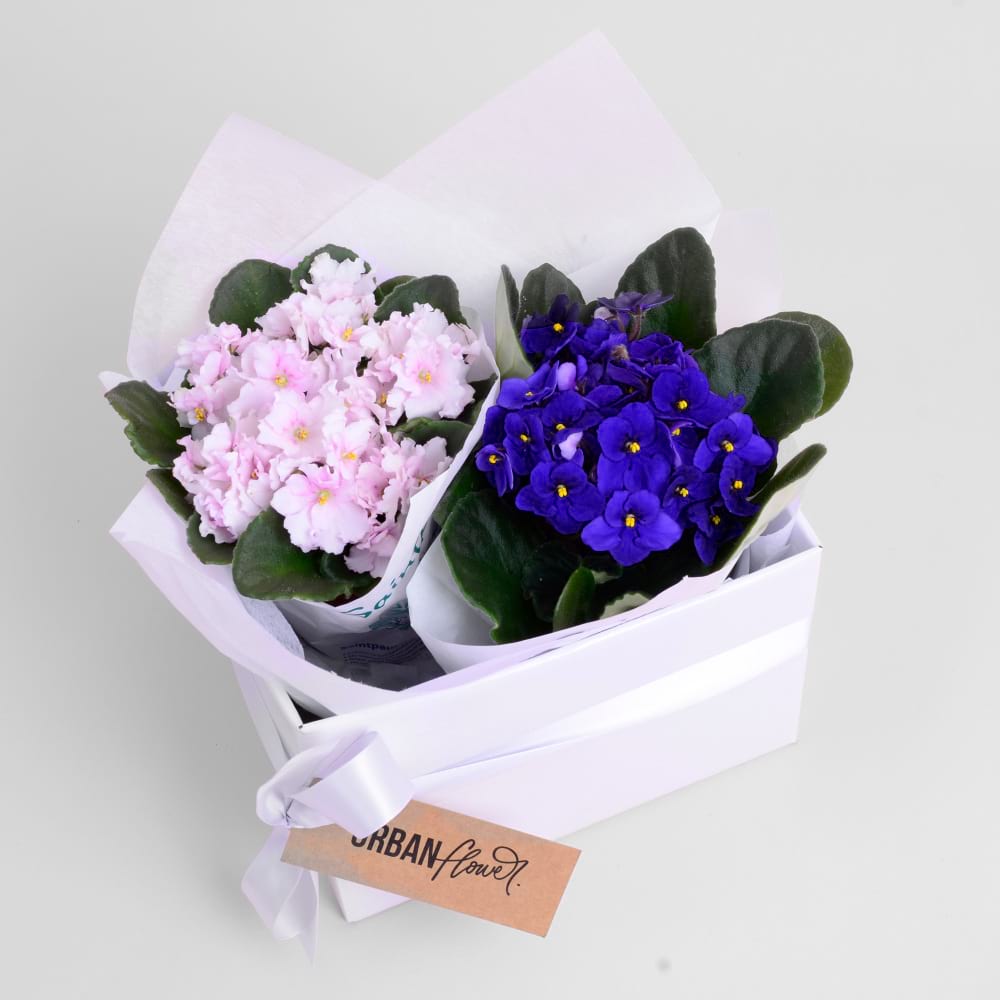 Sweet Violets Giftbox