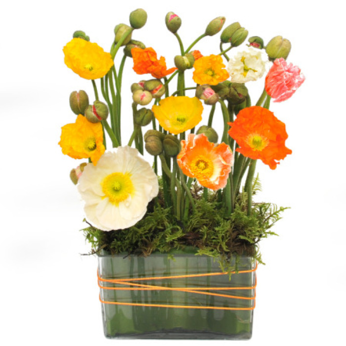 A Poppy Garden - Whimsical and Wild