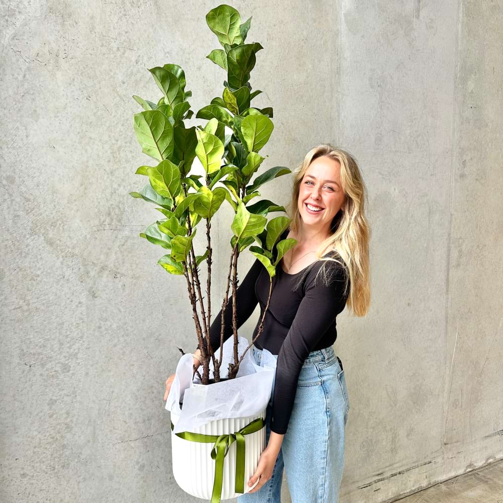 Fiddle Leaf Fig Large
