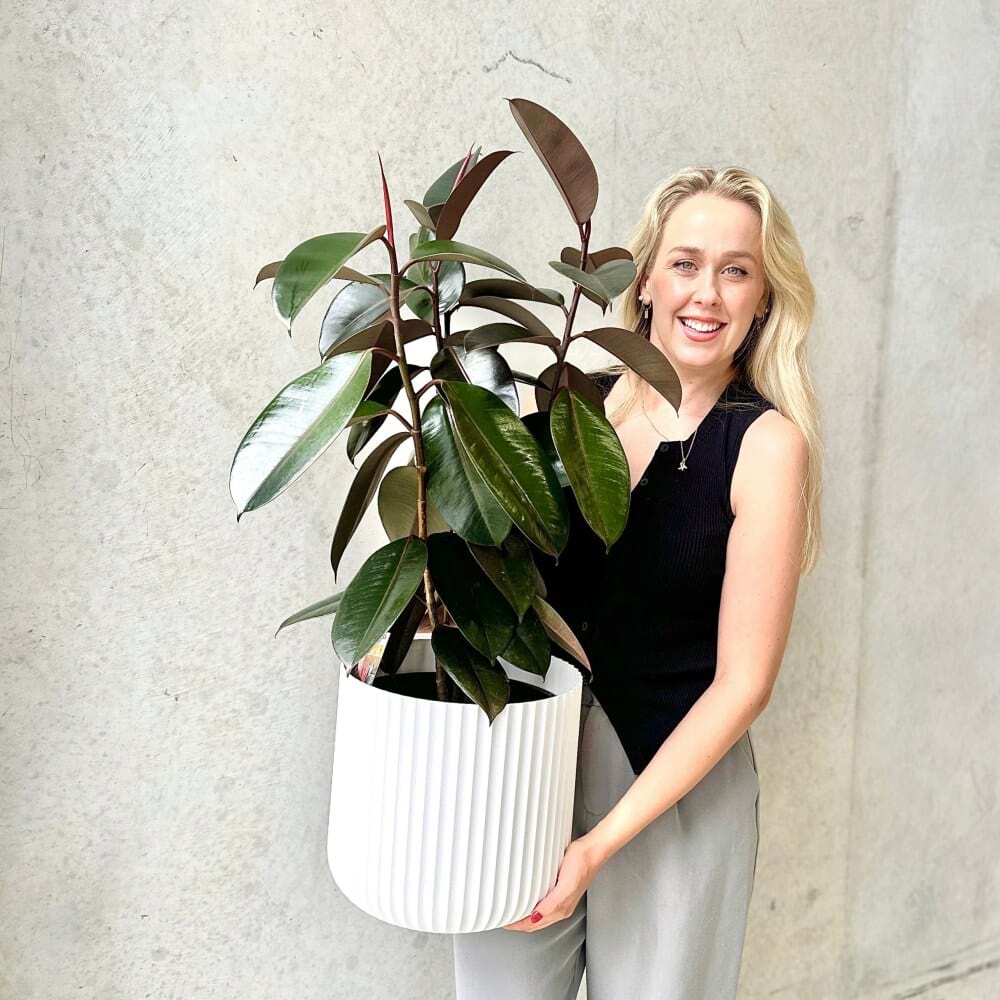 Burgundy Ficus