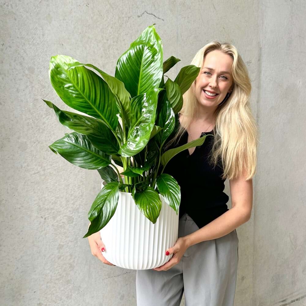 Peace Lily Plant