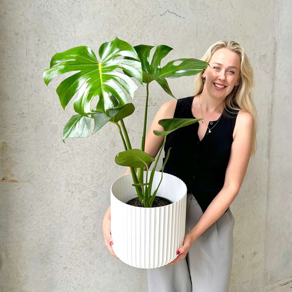 Monstera Plant