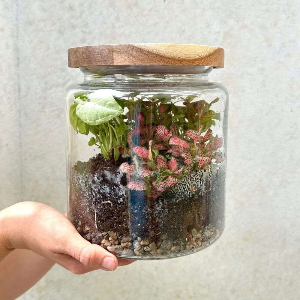 Tropical Terrarium